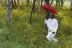 Ethiopian woman holding a red umbrella in a fertile green field of Eucalyptus trees Ethiopian woman holding a red umbrella in a fertile green field of Eucalyptus trees