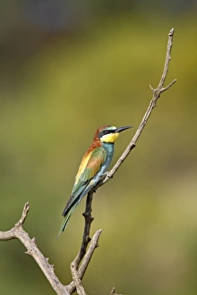 European bee-eater (golden-backed bee-eater) (Merops apiaster), Pilanesberg National Park European bee-eater (golden-backed bee-eater) (Merops apiaster), Pilanesberg National Park
