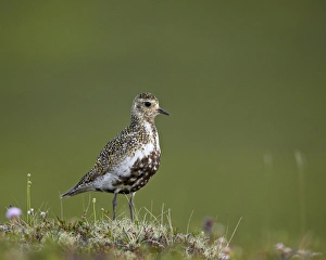 European Golden Plover (Pluvialis apricaria), Lake Myvatn, Iceland, Polar Regions European Golden Plover (Pluvialis apricaria), Lake Myvatn, Iceland, Polar Regions