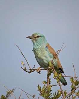 European roller (Coracias garrulus), Kruger National Park, South Africa, Africa European roller (Coracias garrulus), Kruger National Park, South Africa, Africa