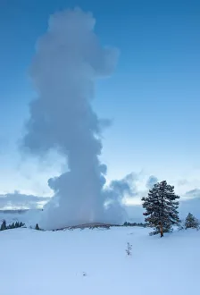Evening eruption of Old Faithful geyser with tree and snow, Yellowstone National Park Evening eruption of Old Faithful geyser with tree and snow, Yellowstone National Park