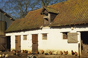 Exterior of a farm outhouse with chickens in the farmyard Exterior of a farm outhouse with chickens in the farmyard