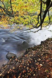 Images Dated 31st October 2013: Fallen leaves and tree overhanging the River Nidd in Nidd Gorge in autumn, near Knaresborough