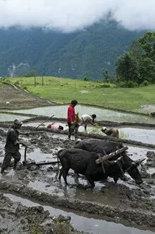 Farmers at work in rice paddies, Ghandruk, Pokhara, Annapurna area, Nepal, Asia