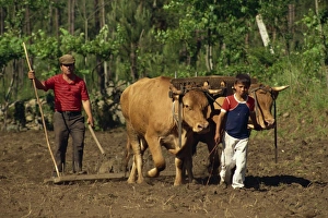 Father and son leading cattle used for raking a field Father and son leading cattle used for raking a field