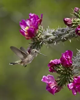 Broad Tailed Hummingbird Collection: Female broad-tailed hummingbird (Selasphorus platycercus) feeding at a Walkingstick Cholla