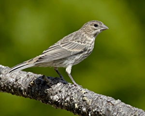 Female house finch (Carpodacus mexicanus), near Saanich, British Columbia Female house finch (Carpodacus mexicanus), near Saanich, British Columbia