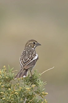 Female lark bunting (Calamospiza melanocorys), Pawnee National Grassland Female lark bunting (Calamospiza melanocorys), Pawnee National Grassland