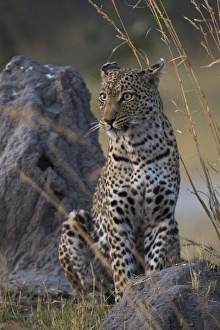 A female leopard (Panthera pardus) standing on a termite mound in the early evening A female leopard (Panthera pardus) standing on a termite mound in the early evening