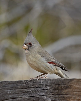 Female Pyrrhuloxia (Cardinalis sinuatus), Caballo Lake State Park, New Mexico Female Pyrrhuloxia (Cardinalis sinuatus), Caballo Lake State Park, New Mexico