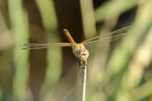 Female red-winged darter dragonfly (Sympetrum fonscolombii) female, clasping spiky stem of Juncus rush, Lesbos (Lesvos) Female red-winged darter dragonfly (Sympetrum fonscolombii) female, clasping spiky stem of Juncus rush, Lesbos (Lesvos)