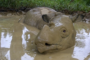 Female Sumatran rhino (Borneo rhino) (Dicerorhinus sumatrensis) in wallow, Tabin Reserve, Sabah, Borneo, Malaysia Female Sumatran rhino (Borneo rhino) (Dicerorhinus sumatrensis) in wallow, Tabin Reserve, Sabah, Borneo, Malaysia