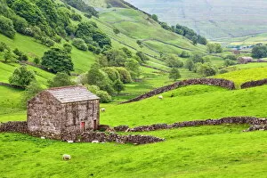 Images Dated 18th June 2013: Field barn below Kisdon Hill near Angram in Swaledale, Yorkshire Dales, Yorkshire, England