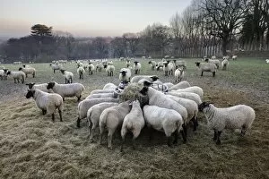 Images Dated 29th December 2016: Field of sheep feeding on hay in winter, Burwash, East Sussex, England, United Kingdom