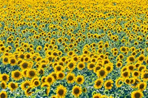 Field of sunflowers, Orenburg Oblast, Russia, Europe Field of sunflowers, Orenburg Oblast, Russia, Europe