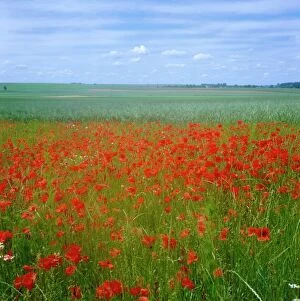 Poppy Gallery: Fields of poppies, Valley of the Somme, Nord-Picardy (Somme), France