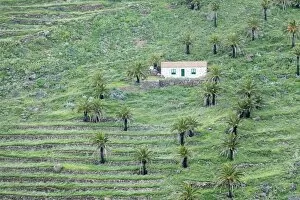 Images Dated 25th December 2014: Finca, palm grove, near Alajero, La Gomera, Canary Islands, Spain, Europe