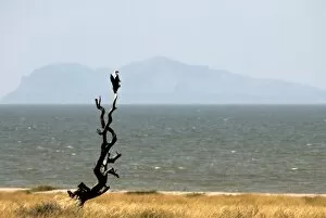 Lake Turkana National Parks Collection: Fish eagle