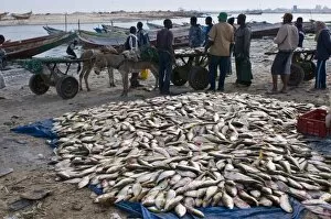 Nouadhibou Gallery: Fish for sale laid out on the ground at the fish market, Nouadhibou, Mauritania, Africa