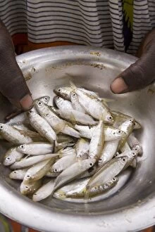 Mopti Gallery: Fish for sale in the local market, Djenne, Niger Inland Delta, Mopti region
