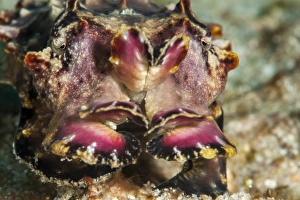 Flamboyant cuttlefish (Metasepia pfefferi), Sulawesi, Indonesia, Southeast Asia, Asia Flamboyant cuttlefish (Metasepia pfefferi), Sulawesi, Indonesia, Southeast Asia, Asia