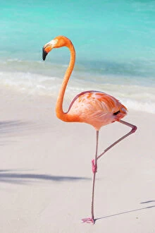 Avian Gallery: Flamingo on Flamingo beach, Renaissance Island, Oranjestad, Aruba, Lesser Antilles