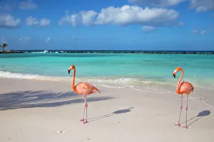 Flamingos on Flamingo beach, Renaissance Island, Oranjestad, Aruba, Lesser Antilles Flamingos on Flamingo beach, Renaissance Island, Oranjestad, Aruba, Lesser Antilles