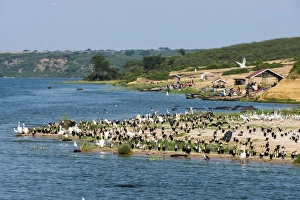 Flocks of birds on the Kazinga Channel in Queen Elizabeth National Park, Uganda Flocks of birds on the Kazinga Channel in Queen Elizabeth National Park, Uganda