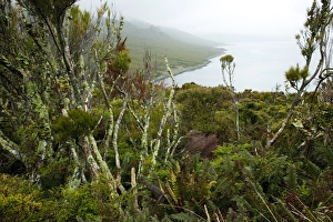 Flora on Campbell Island, Sub-Antarctic, Polar Regions Flora on Campbell Island, Sub-Antarctic, Polar Regions