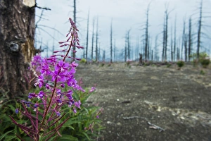 Flower blooming in a dead tree forest on the Tolbachik volcano, Kamchatka, Russia, Eurasia Flower blooming in a dead tree forest on the Tolbachik volcano, Kamchatka, Russia, Eurasia