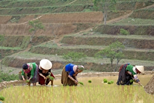 Flower Hmong women working in the rice field, Bac Ha area, Vietnam, Indochina, Southeast Asia, Asia Flower Hmong women working in the rice field, Bac Ha area, Vietnam, Indochina, Southeast Asia, Asia