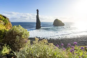 Flowering plants framing the sea stack rocks of Ilheus da Rib and Ribeira da Janela Flowering plants framing the sea stack rocks of Ilheus da Rib and Ribeira da Janela