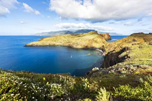 Flowering plants with Ponta de Sao Lourenco cliffs and bay on background, Atlantic Ocean Flowering plants with Ponta de Sao Lourenco cliffs and bay on background, Atlantic Ocean