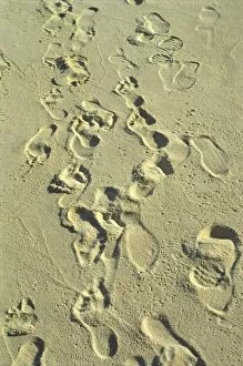 Footprints in sand on beach