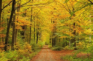 Forest in autumn, Schoenbuch, Baden-Wurttemberg, Germany, Europe Forest in autumn, Schoenbuch, Baden-Wurttemberg, Germany, Europe