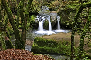 Forest brook, Schiessendumpel, Mullerthal, Luxembourg, Europe Forest brook, Schiessendumpel, Mullerthal, Luxembourg, Europe