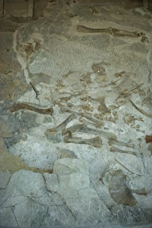 Fossilised bones including hind leg of Sauropod and Apatosaurus, Dinosaur National Monument Fossilised bones including hind leg of Sauropod and Apatosaurus, Dinosaur National Monument