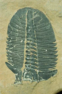 Fossils, Ogygiopsis klotzi, trilobite 50mm long, Lower Cambrian Stephen Formation Fossils, Ogygiopsis klotzi, trilobite 50mm long, Lower Cambrian Stephen Formation