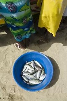 Tarrafal Collection: Fresh fish just caught, Tarrafal, Santiago, Cape Verde Islands, Africa