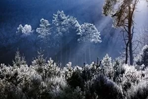 Images Dated 29th December 2016: Frost covered trees in the forest in the commune of Baerenthal, in the Moselle region