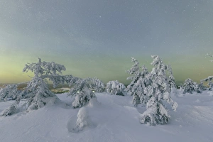 Frozen trees in snowy woods framed by starry sky in the cold polar night, Ruka, Kuusamo Frozen trees in snowy woods framed by starry sky in the cold polar night, Ruka, Kuusamo