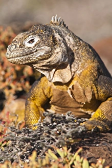Galapagos land iguana (Conolophus subcristatus), Isla Plaza (Plaza island) Galapagos land iguana (Conolophus subcristatus), Isla Plaza (Plaza island)