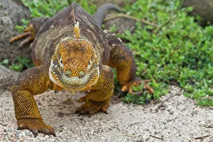 Galapagos land iguana (Conolophus subcristatus), North Seymour Island, Galapagos Islands Galapagos land iguana (Conolophus subcristatus), North Seymour Island, Galapagos Islands