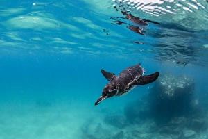 Galapagos penguin (Spheniscus mendiculus) swimming underwater at Bartolome Island Galapagos penguin (Spheniscus mendiculus) swimming underwater at Bartolome Island