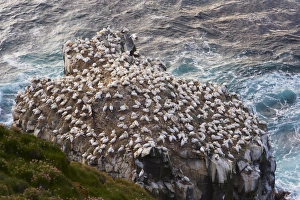 Gannet colony (Sula bassana) at Langanes, Langanes peninsula, North Iceland (Nordurland) Gannet colony (Sula bassana) at Langanes, Langanes peninsula, North Iceland (Nordurland)