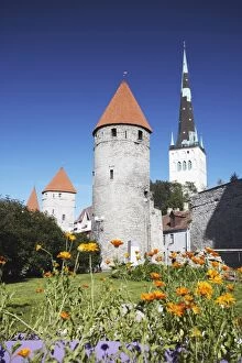 Blossoms Gallery: Garden outside Lower Town Wall with Oleviste Church in background, Tallinn