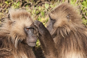 Gelada baboons (Theropithecus Gelada) grooming each other, Simien Mountains National Park Gelada baboons (Theropithecus Gelada) grooming each other, Simien Mountains National Park