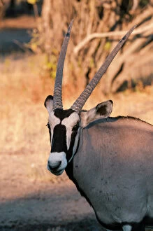 Head And Shoulders Collection: Gemsbok (Oryx gazella), Central Kalahari National Park, Botswana, Africa