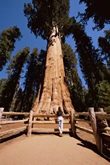 Sequoia National Park Gallery: General Sherman tree
