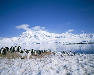 Gentoo Gallery: Gentoo penguins and Anvers Island in background, Antarctica, Polar Regions